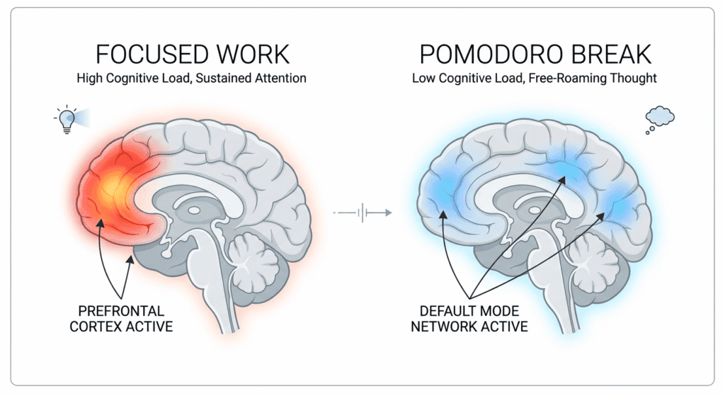 Pomodoro Timer Online brain diagram comparing active prefrontal cortex during pomodoro work versus default mode network activated during breaks